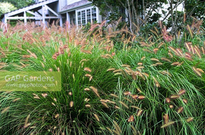Pennisetum alopecuroides planted in front of house - Rifkind Garden, Long Island, NY, USA