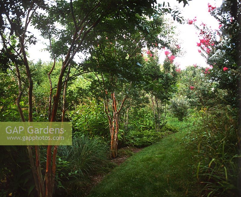 Shade border with ornamental grasses and trees leading to the orchard - Rifkind Garden, Long Island, NY, USA 