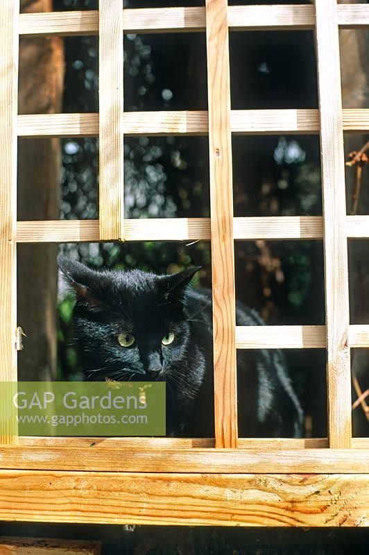 Pet cat looking through trellis, belonging to garden owner Jacob Marley - Channel 4 Garden Doctors 