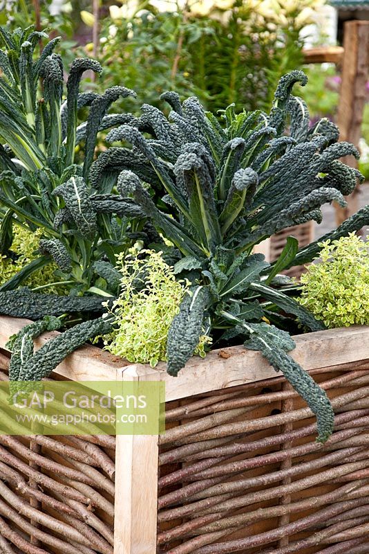 Kale in wicker and wooden container