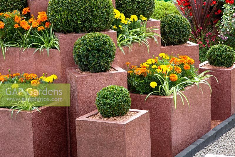 Clipped Buxus and Tagetes in painted containers 