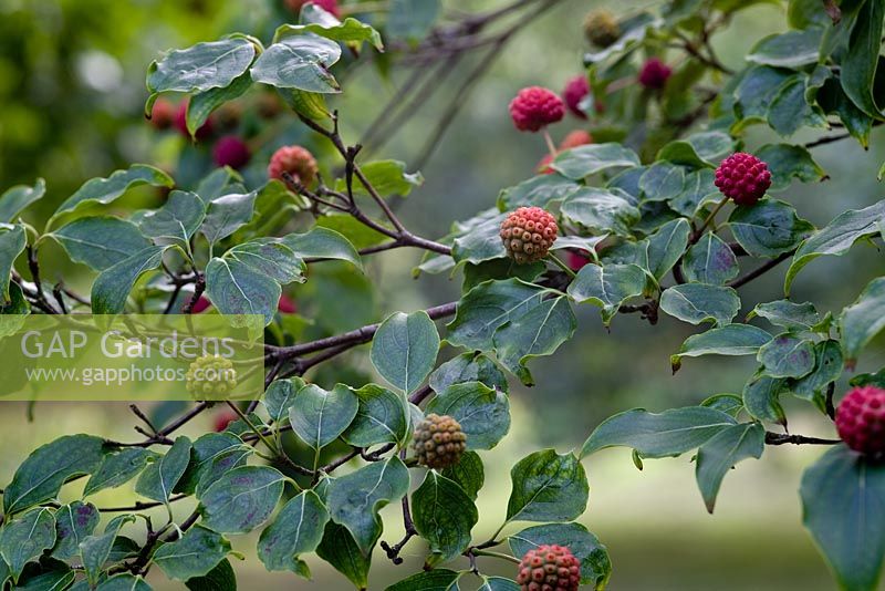 Berries of Cornus kousa 'Spinners'