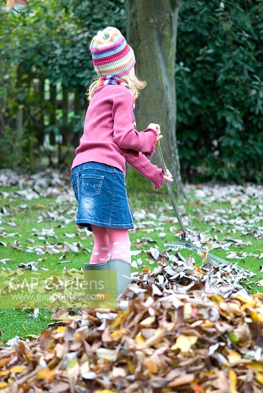 Girl raking autumn leaves wtih a spring tine rake in October