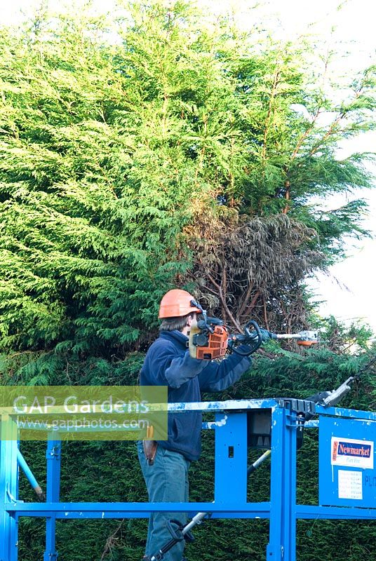 Man with safety helmet cutting the top of a Cupressocyparis 'Leylandii' hedge with a petrol driven hedge cutter from a platform access in December