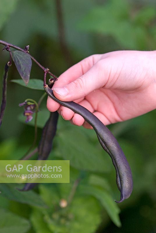 Girl piking purple climbing French beans, Phaseolus vulgaris 'Trionfo Violetto' in July - Organic vegetable garden at Gowan Cottge, Suffolk