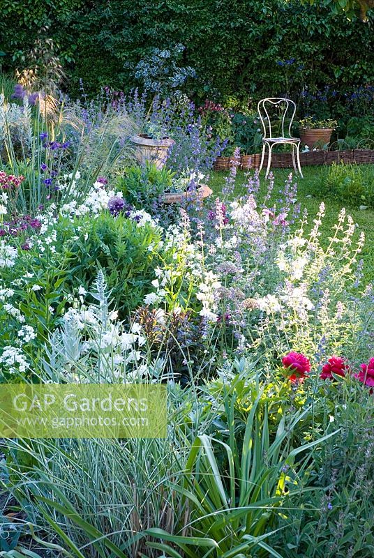 Informal border in late May with Paeonia, Aquilegia, Nepeta, Alliums, Stipa and Hesperis with seat in background