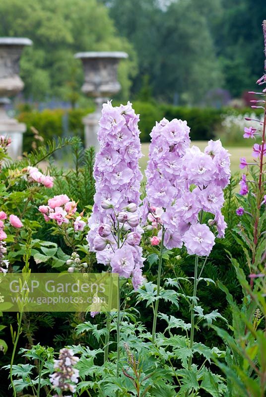 Delphiniums in herbaceous border