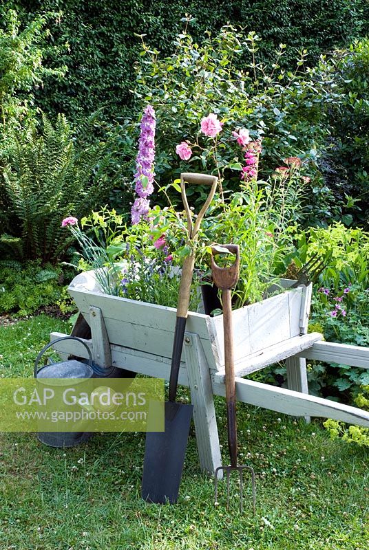 Vintage wheelbarrow planted with Delphinium, Rosa, Penstomen, Dianthus, Lavandula and Nemesia 