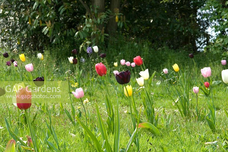 Tulips in April - Camassia leichtlinii subsp. suksdorfii Caerulea Group, Tulipa 'Maureen', Tulipa 'Reown', Tulipa 'Douglas Bader', Tulipa 'Queen of Night' and Tulipa 'Mrs J T Sheepers' 