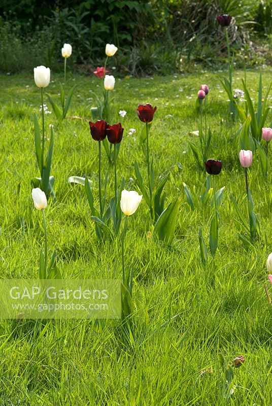 Tulips growing through grass in April - Tulipa 'Maureen', Tulipa 'Reown', Tulipa 'Douglas Bader' and Tulipa 'Queen of Night' 