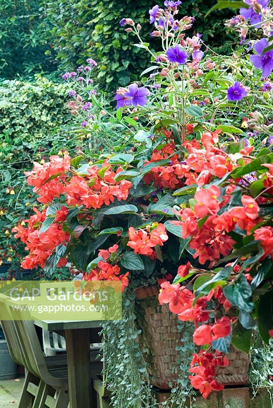 Container with Begonias and Solanum rantonnetti - East Ruston Old Vicarage, Norfolk