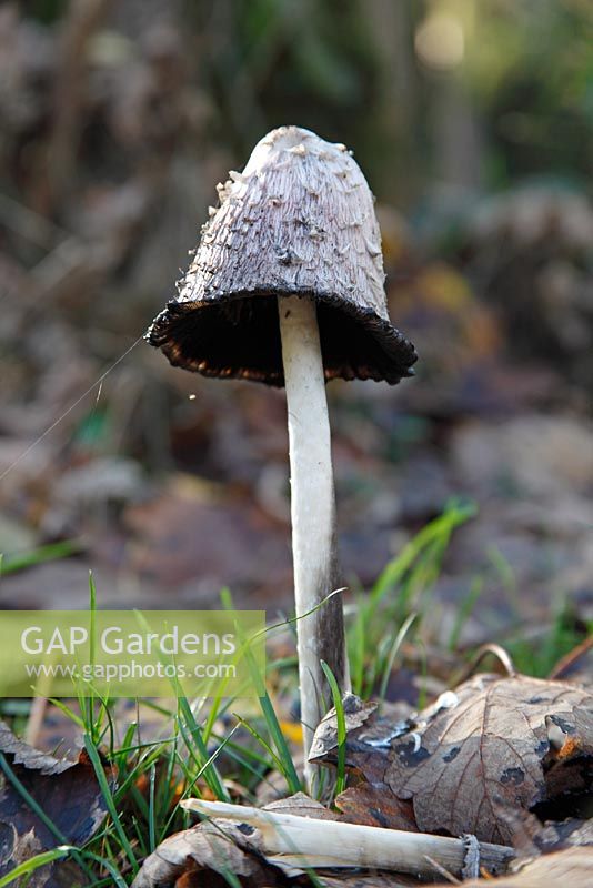 Coprinus comatus - Shaggy inkcap, mature fungus in grassland