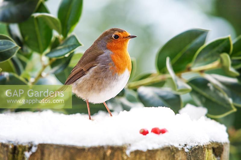 Robin perched on a snow covered tree trunk 