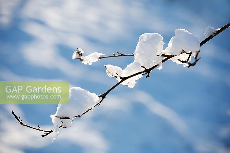 Snow laden Stewartia pseudocamellia branch - RHS Wisley