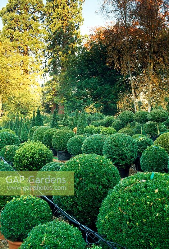 View across Buxus- Box topiary in main sales area to surrounding woodland. Langley Boxwood Nursery, Liss, Hampshire