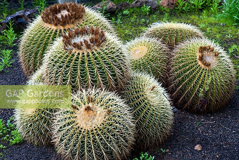 Echinocactus grusonii - Botanical Gardens, Tenerife