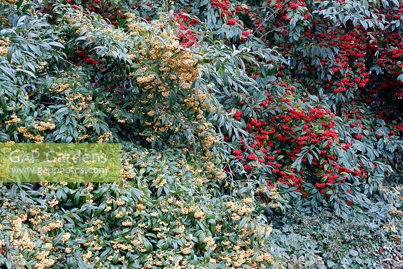 Cotoneaster 'Rothschildianus' AGM with Cotoneaster frigidus 'Cornubia' AGM