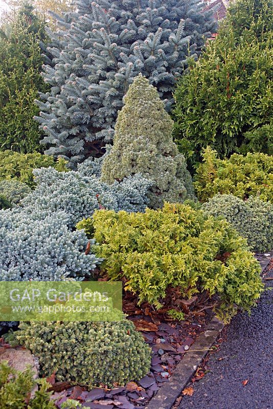 Gap Gardens Dwarf Or Slow Growing Conifers Chamaecyparis - 