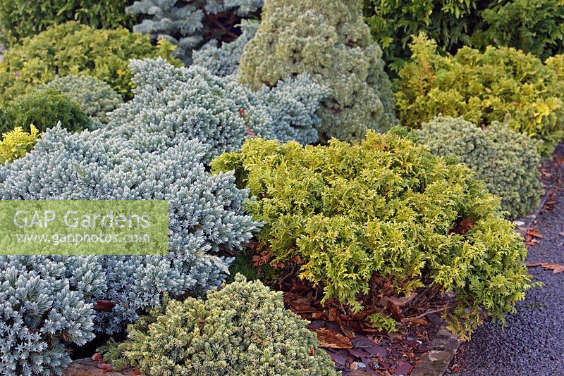 Dwarf or slow growing conifers - Chamaecyparis obtusa 'Nana Aurea' AGM and Juniperus squamata 'Blue Star' AGM