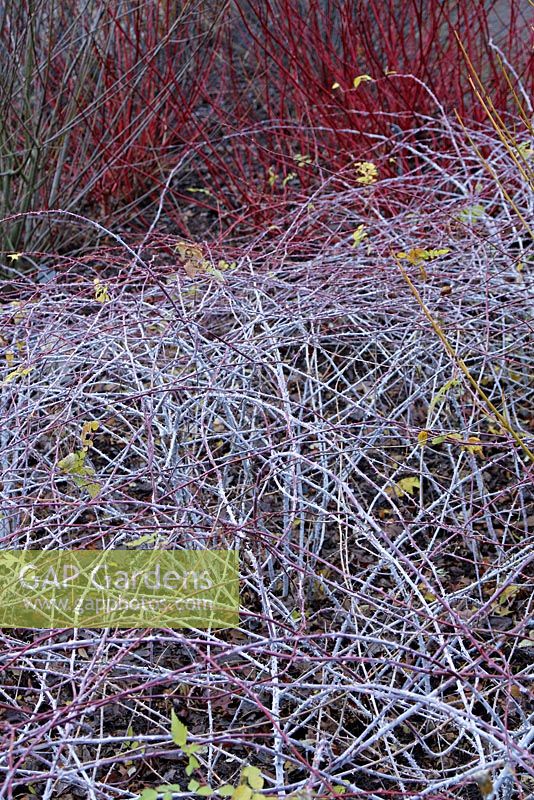 Rubus cockburnianus 'Goldenvale' AGM. December