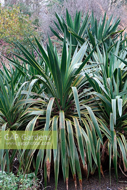 Yucca recurvifolia 'Marginata' in the foliage garden at RHS Rosemoor