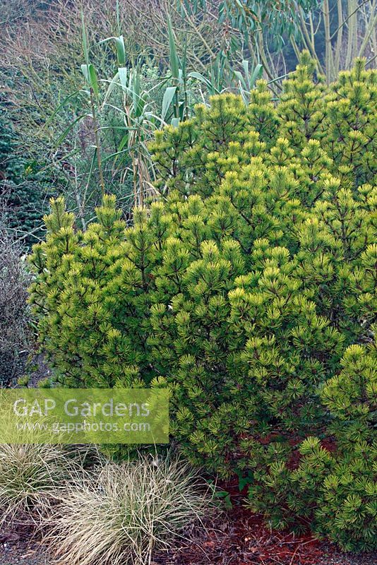 Pinus mugo 'Ophir' in the foliage garden at RHS Rosemoor