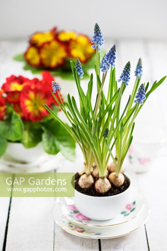 Muscari planted in vintage teacup, primroses in the background