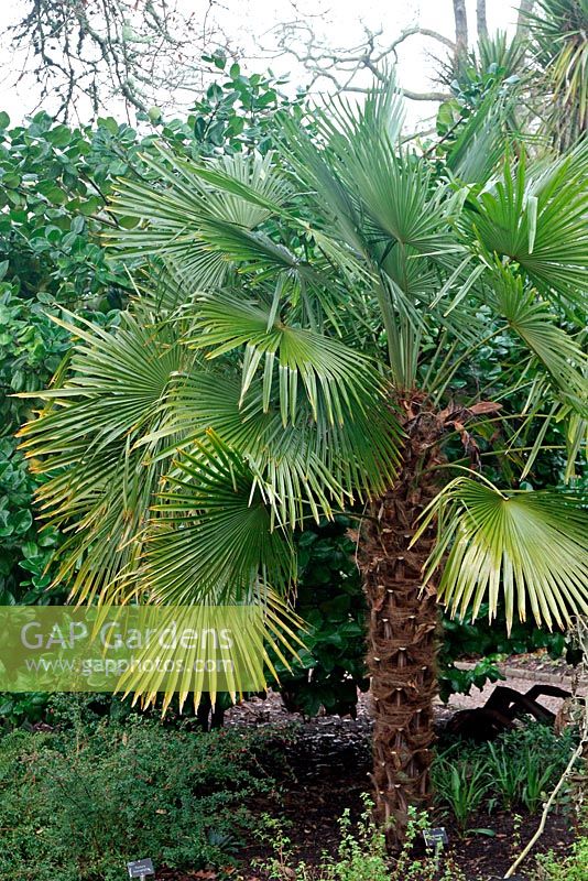 Trachycarpus fortunei AGM