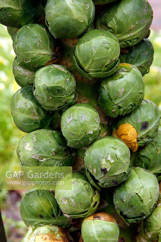 Brassica oleracea 'Trafalgar' - Brussels sprouts