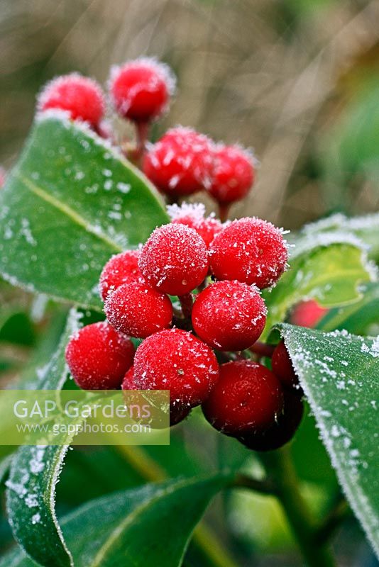 Skimmia japonica 'Redruth' berries with hoar frost in winter