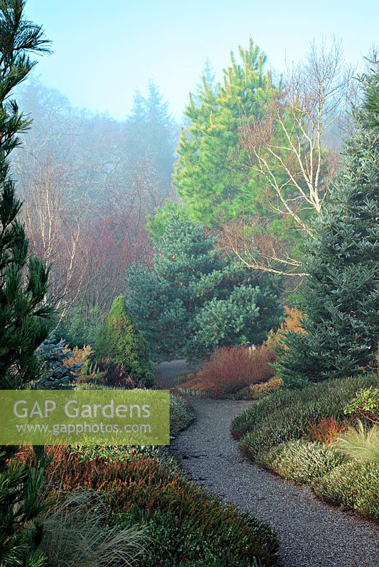 A misty morning in the Winter garden at RHS Rosemoor with Betula jacquemontii 'Silver Shadow' AGM, Pinus radiata Aurea Group, Pinus strobus 'Macopin', Abies koreana and Picea glauca var. albertiana 'Conica'