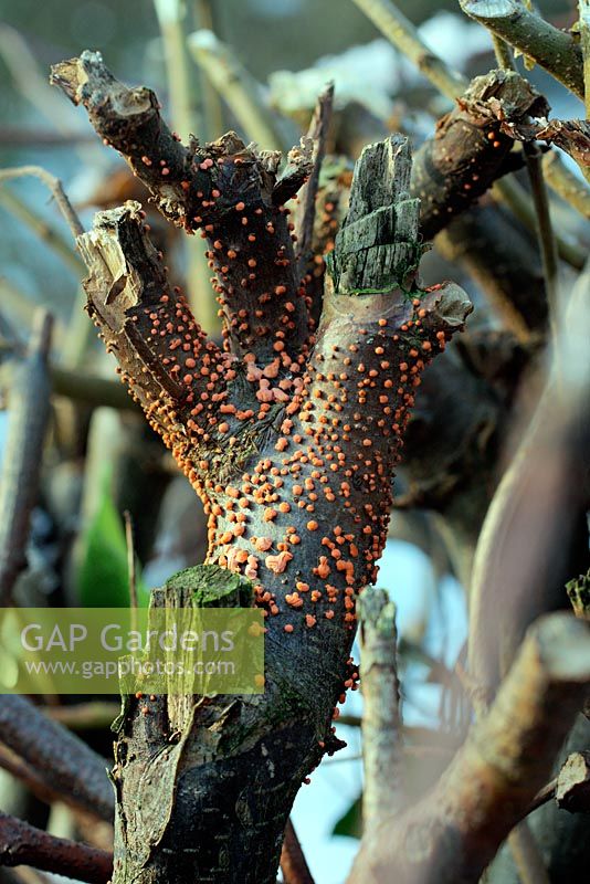 Coral spot fungus on Carpinus betulus - Growing on the previously pruned branches of branches in a Hornbeam hedge