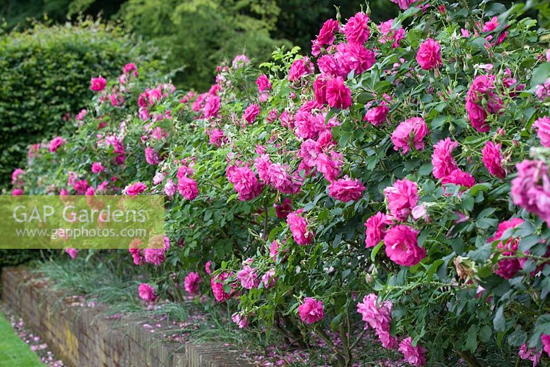 Rosa 'Wild Edric' in raised brick flowerbed