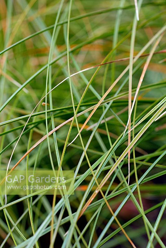 Carex brunnea 'Jeneke'