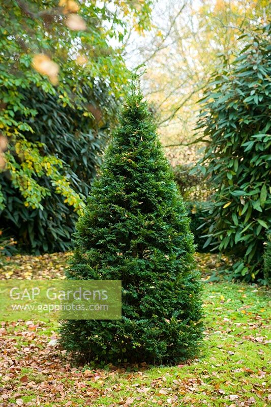 Taxus baccata - Young yew topiary cone in autumn