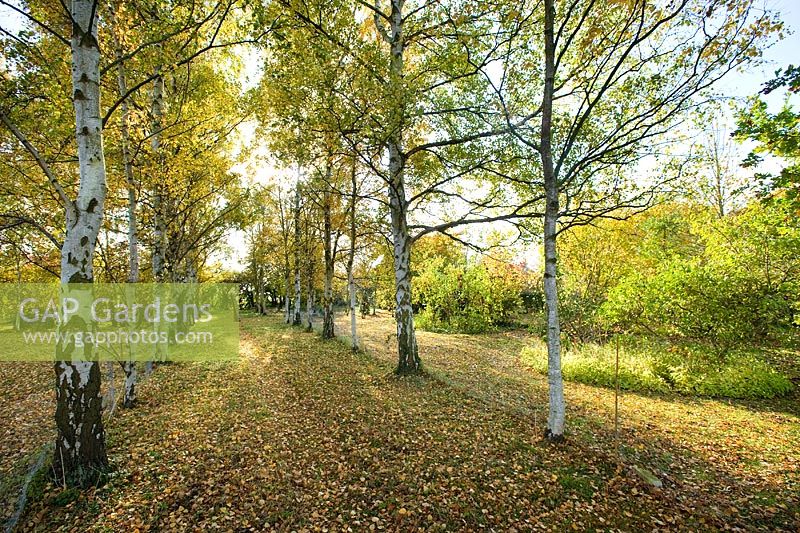 Avenue of Betula pendula in autumn
