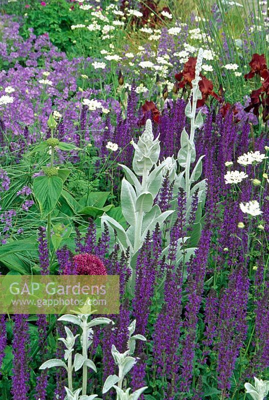 Verbascum bombyciferum, Salvia, Nepata, Orlaya grandiflora and Bearded Iris in summer border. The Telegraph garden - Designer Tom Stuart-Smith. Gold medal and Best in show at the 2006 Chelsea Flower Show
