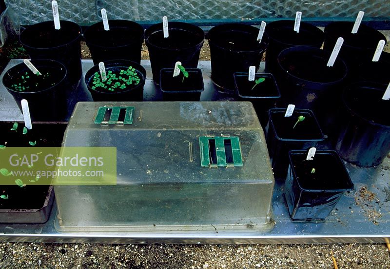 Small non-heated propagator with lid on sitting on heated mat with seedlings in small plastic pots