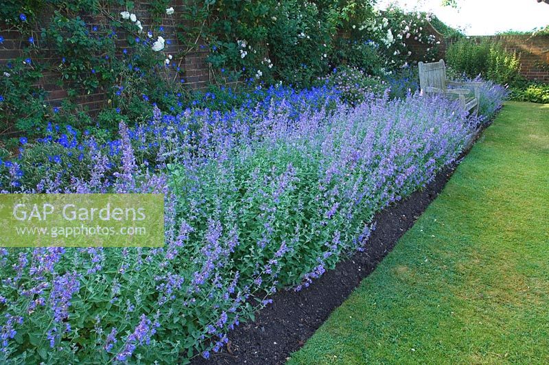 Nepeta 'Walkers low' - Catmint, in the herb garden at Town Place Garden, Sussex
 