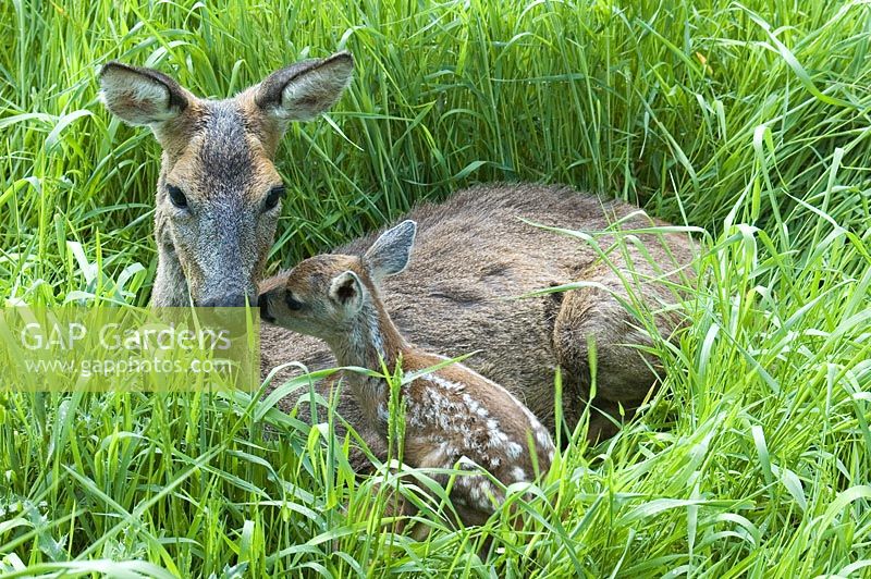 Capreolus capreolus - Roe deer female and two day old fawn in grass in Surrey