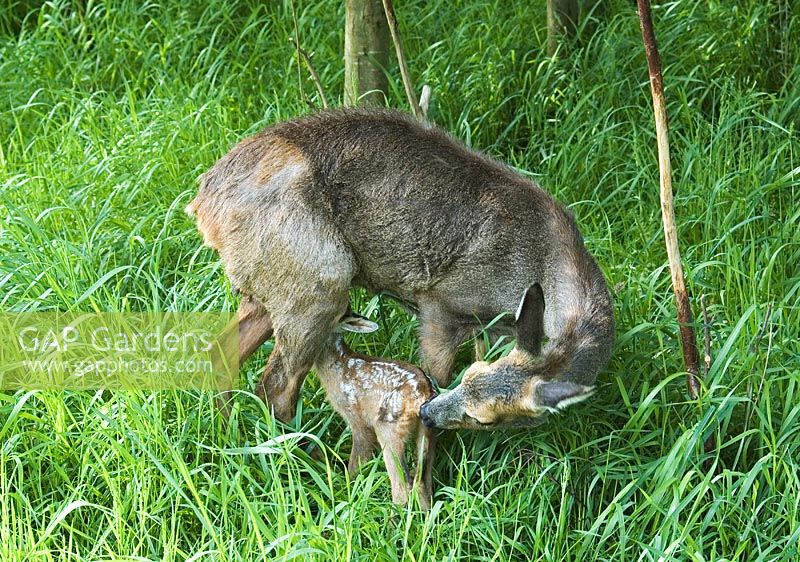 Capreolus capreolus - Roe deer female suckling two day old fawn in Surrey
