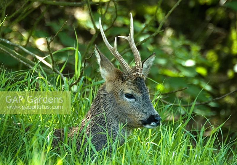 Capreolus capreolus -  Roe Deer. Male head showing in grass. Surrey, UK
