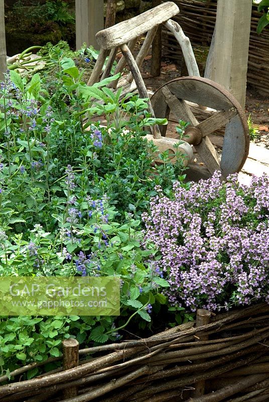 Sage, Thyme, Wall Germander and Nepeta in woven hazel bed with mediaeval wheelbarrow - RHS Chelsea Flower Show 2009
