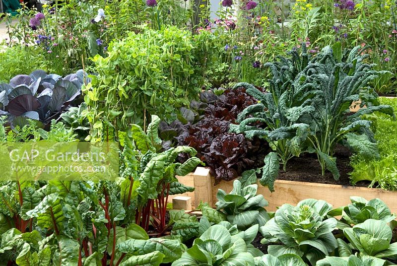 Lettuce 'Frills', Cavolo Nero and peas in raised beds. The Marston and Langinger 30th Anniversary Garden - RHS Chelsea Flower Show 2009 