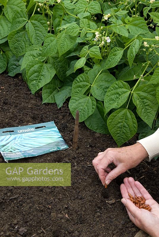 Sowing dwarf French beans in succession to ensure continuity of crop throughout summer