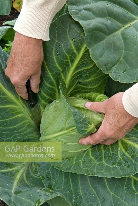 Woman's hands cutting cabbage 'Greyhound'