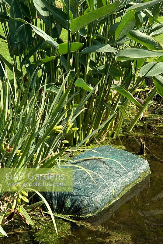 Barley straw bale in pond to prevent string and filamentous algae 
