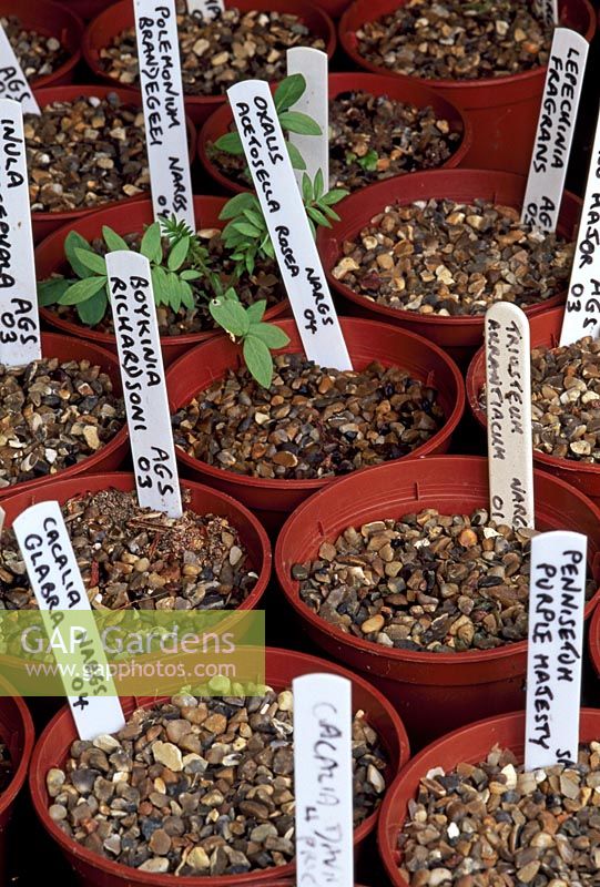 Labelled pots of plants growing from seed. Pontypridd, Glamorgan