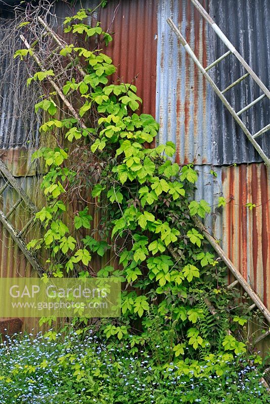 Humulus lupulus 'Aureus' and Clematis montana 'Rubens' growing up pensioned off wooden ladders against a barn - Moors Meadow, Herefordshire