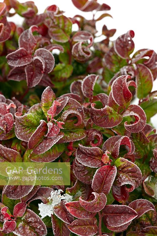 Leucothoe axillaris 'Curly Red' with snow and frost